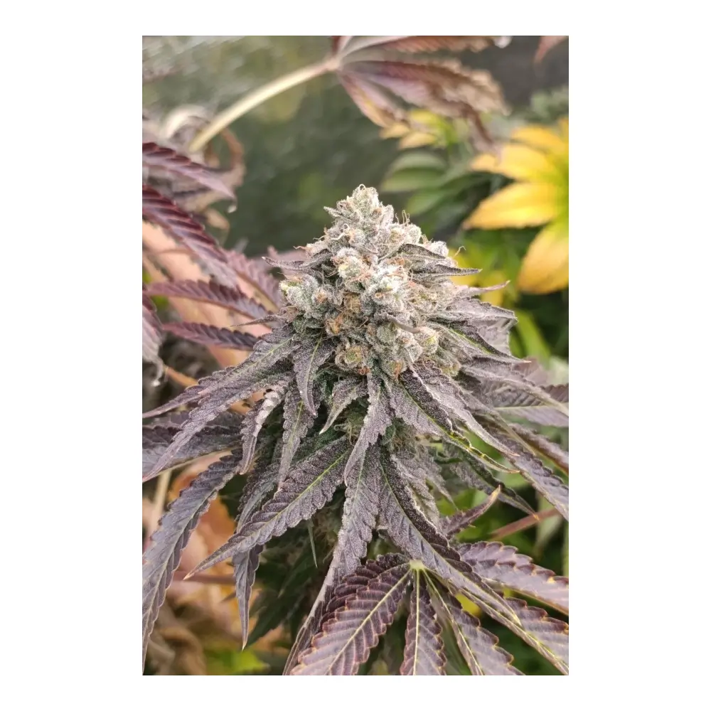 Lemon Cherry Runtz Blüte Nahaufnahme einer Lemon Cherry Runtz Blüte im Grow