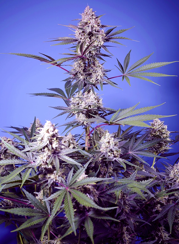 Mental Rainbow F1 Fast Version | Feminisierte Hanfsamen von Sweet Seeds | 3+1 Samen Mental Rainbow F1 Fast Version | Feminisierte Hanfsamen von Sweet Seeds