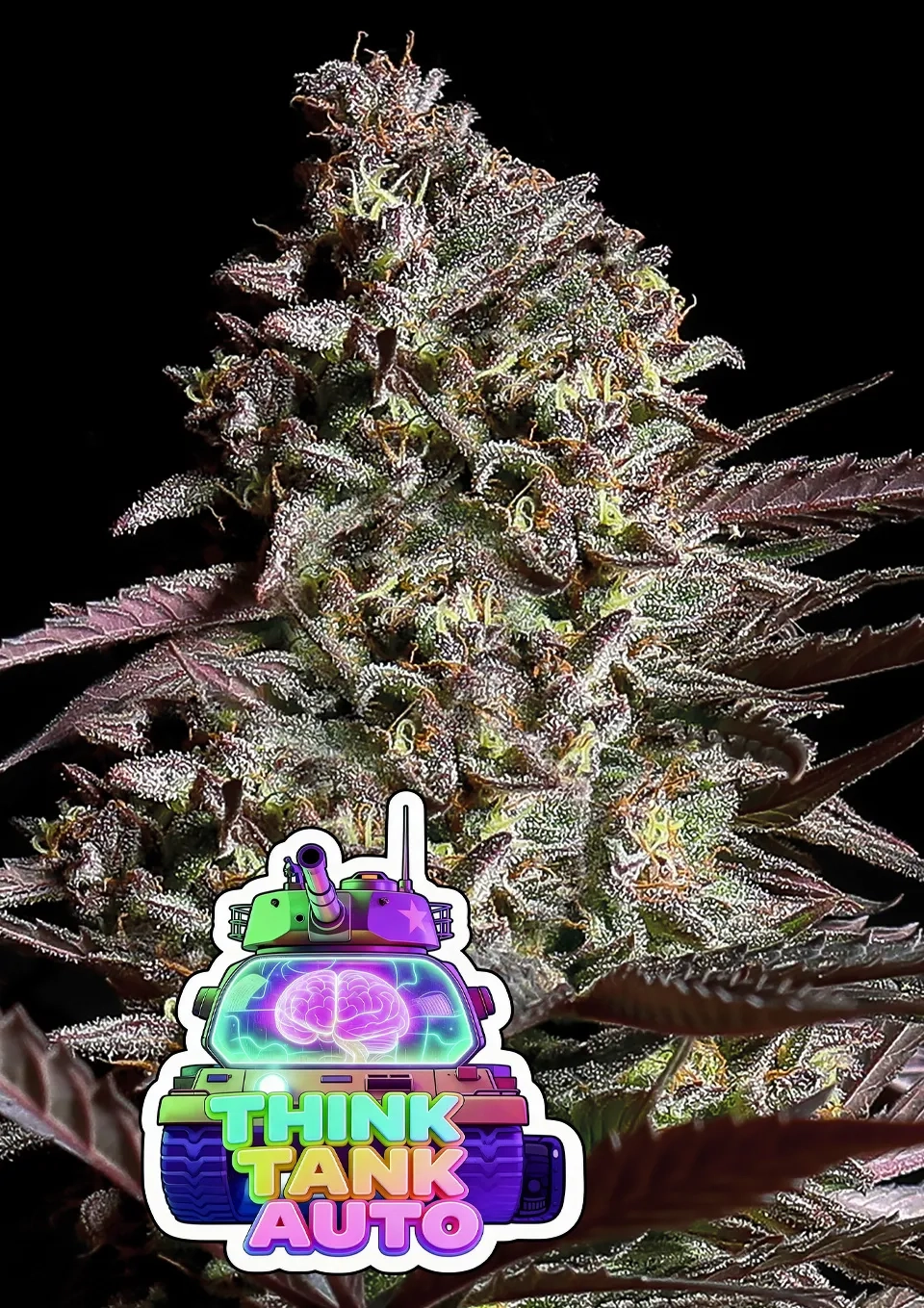 Think Tank Auto Pflanze Think Tank Auto Cannabispflanze in der Blüte mit Sorten-Logo