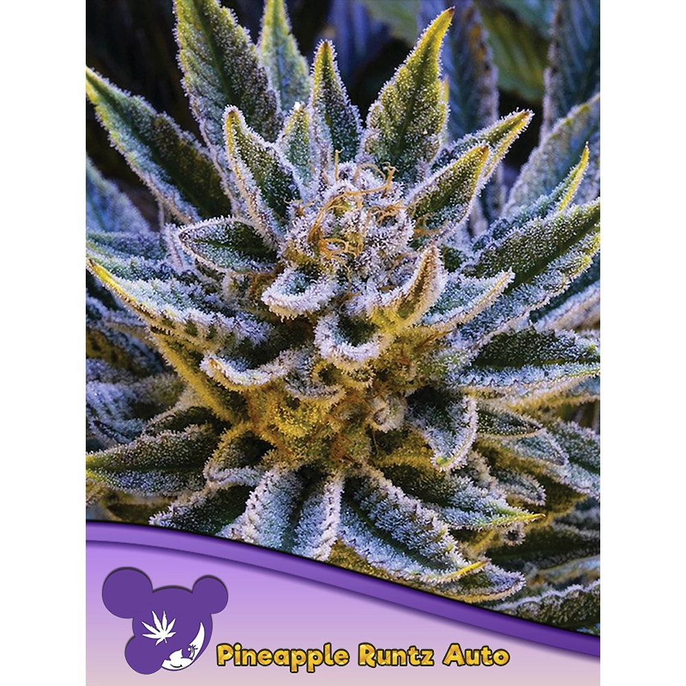 Pineapple Runtz Auto Blüte Pineapple Runtz Auto Blüte mit bläulich violetten Blättern
