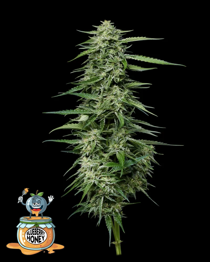 Blueberry Honey Pflanze Blueberry Honey Cannabispflanze in der Blüte mit Sorten-Artwork
