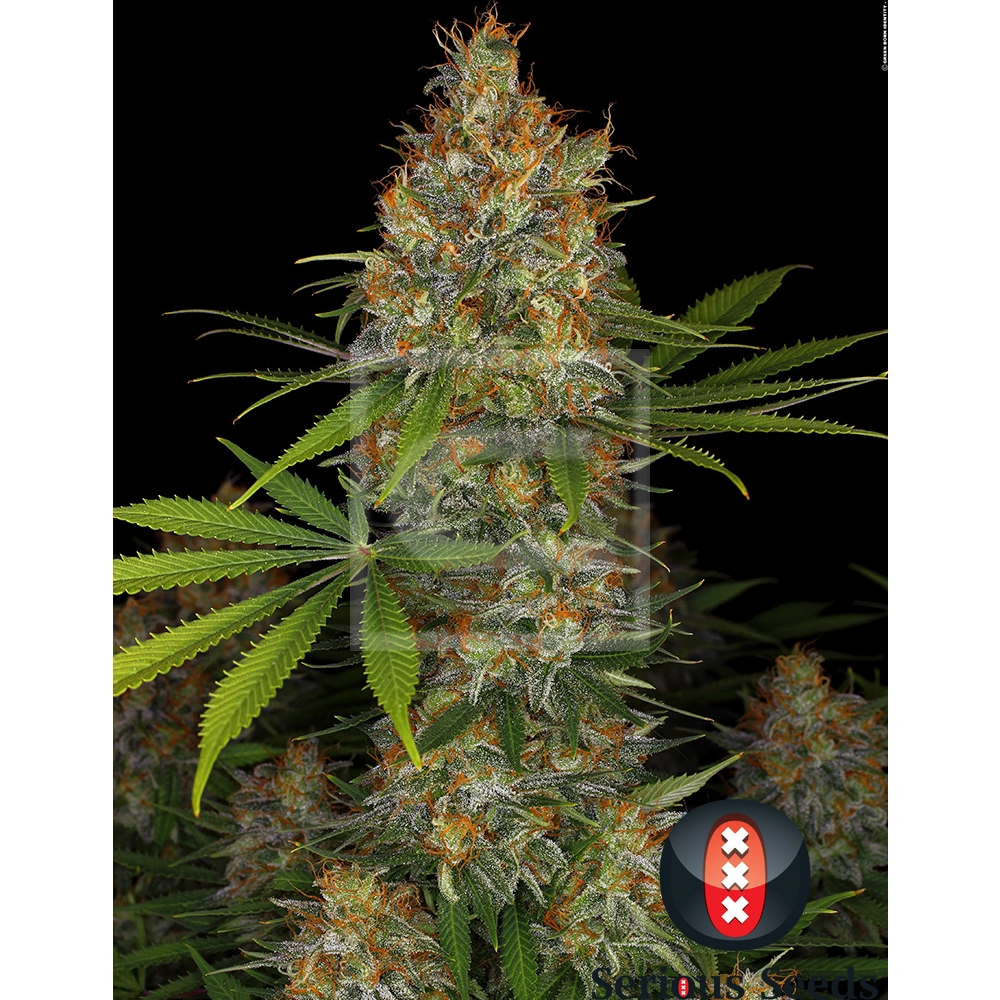 Strawberry AK | Feminisierte Hanfsamen von Serious Seeds | 3 Samen