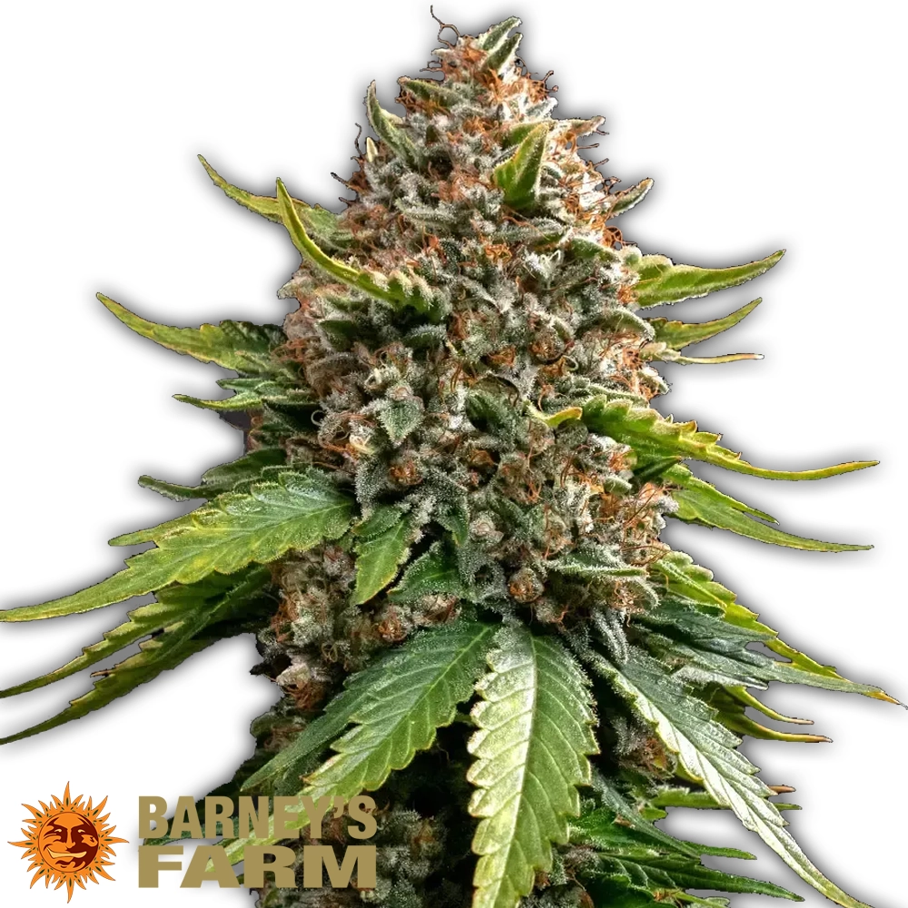 White Widow XXL Auto | Autoflowering Hanfsamen von Barney's Farm | 3 Samen White Widow XXL Auto | Autoflowering Hanfsamen von Barney's Farm