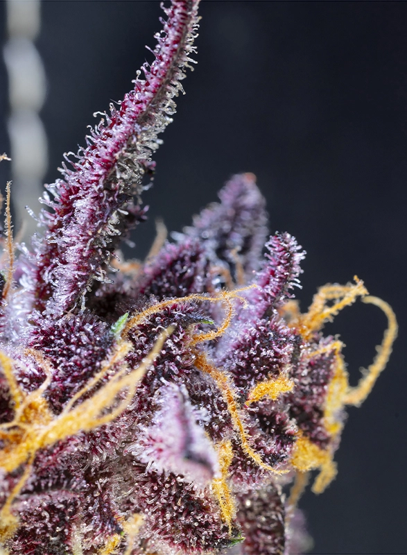 Diablo Roja XL Auto | Autoflowering Hanfsamen von Sweet Seeds