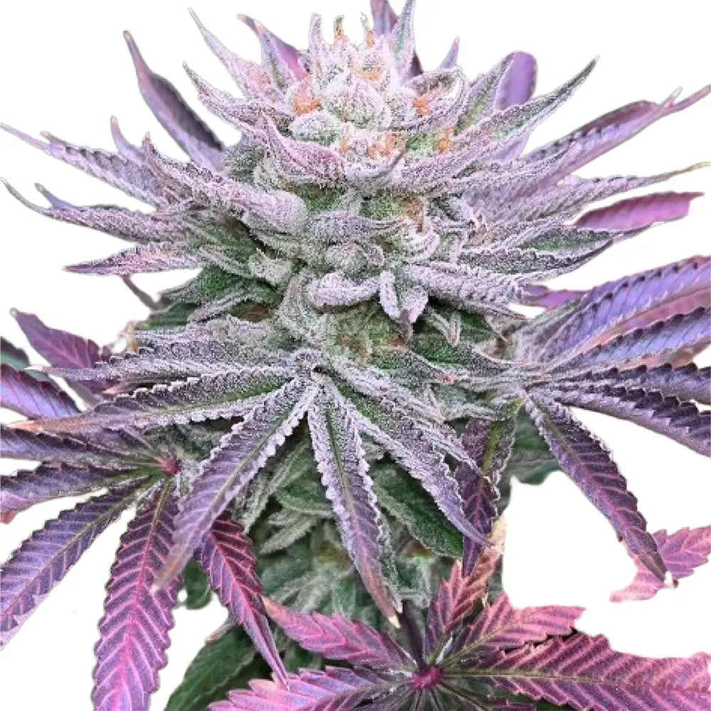 Nasty Runtz | Feminisierte Hanfsamen von The Grateful Seeds | 3 Samen Nasty Runtz | Feminisierte Hanfsamen von The Grateful Seeds
