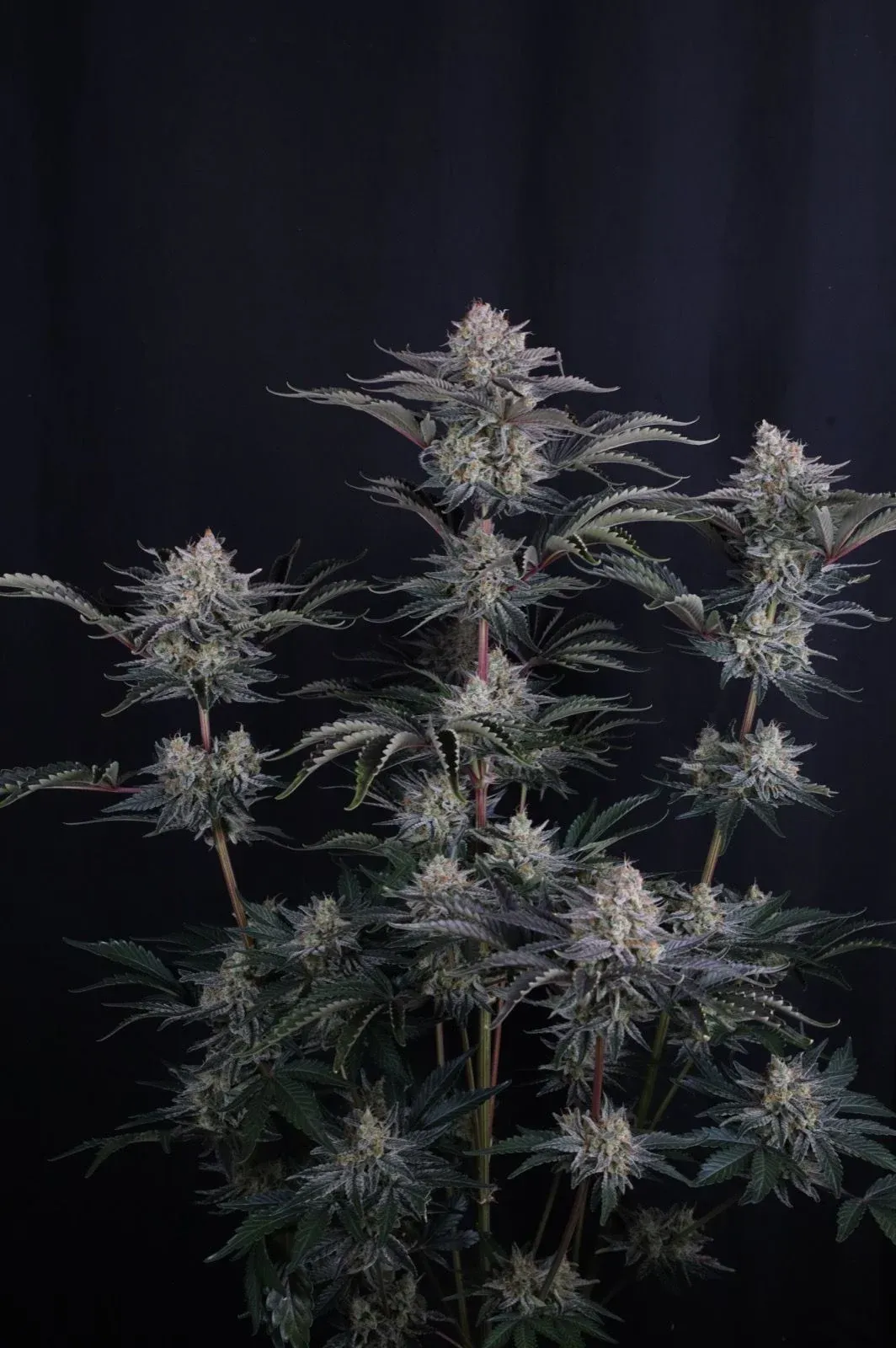 Mendo Frost Auto Blütenstand Dichter Blütenstand einer Mendo Frost Auto Pflanze