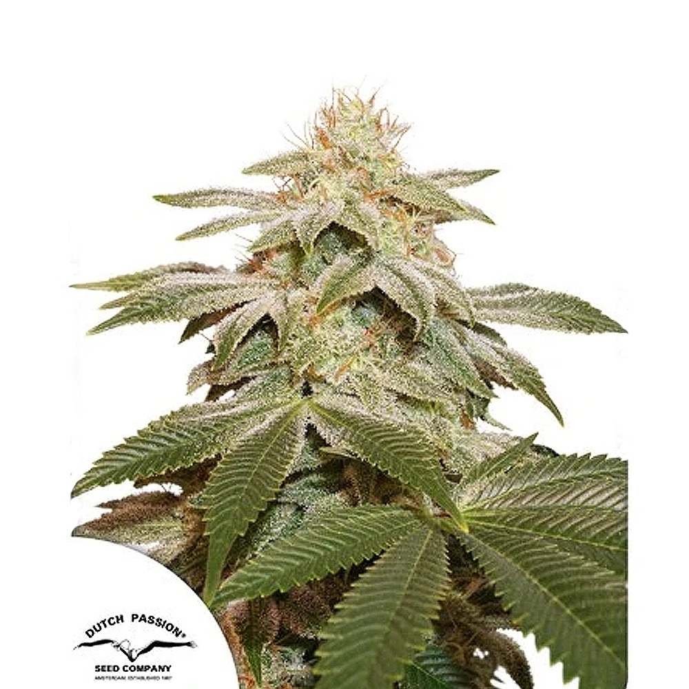 Sugar Bomb Punch | Feminisierte Cannabissamen von Dutch Passion | 3 Samen