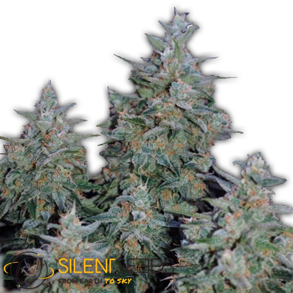 Critical Jack | Feminisierte Hanfsamen von Silent Seeds | 3 Samen Critical Jack | Feminisierte Hanfsamen von Silent Seeds