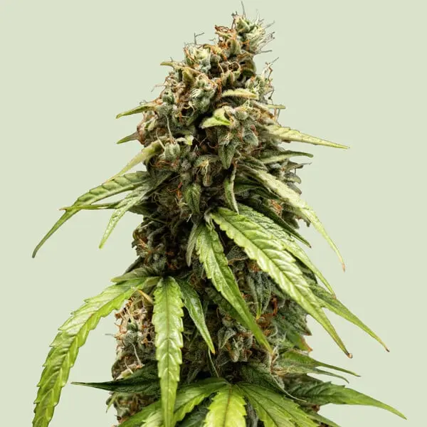 ORION F1 | Autoflowering Cannabissamen von Royal Queen Seeds | 3 Samen ORION F1 | Autoflowering Cannabissamen von Royal Queen Seeds | 3 Samen