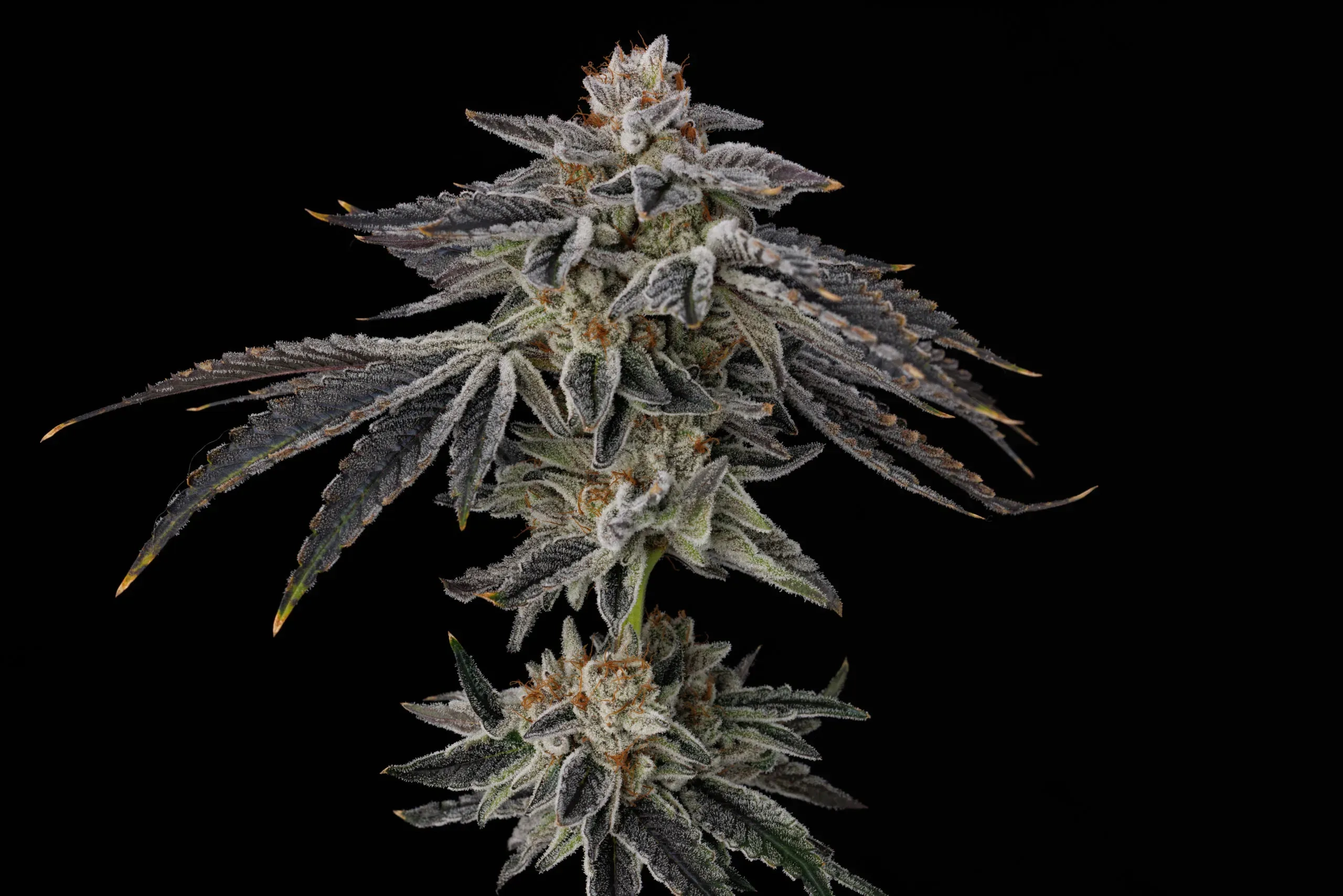 Purple Ink | Feminisierte Hanfsamen von Umami Seeds | 6 Samen Purple Ink | Feminisierte Hanfsamen von Umami Seeds | 6 Samen