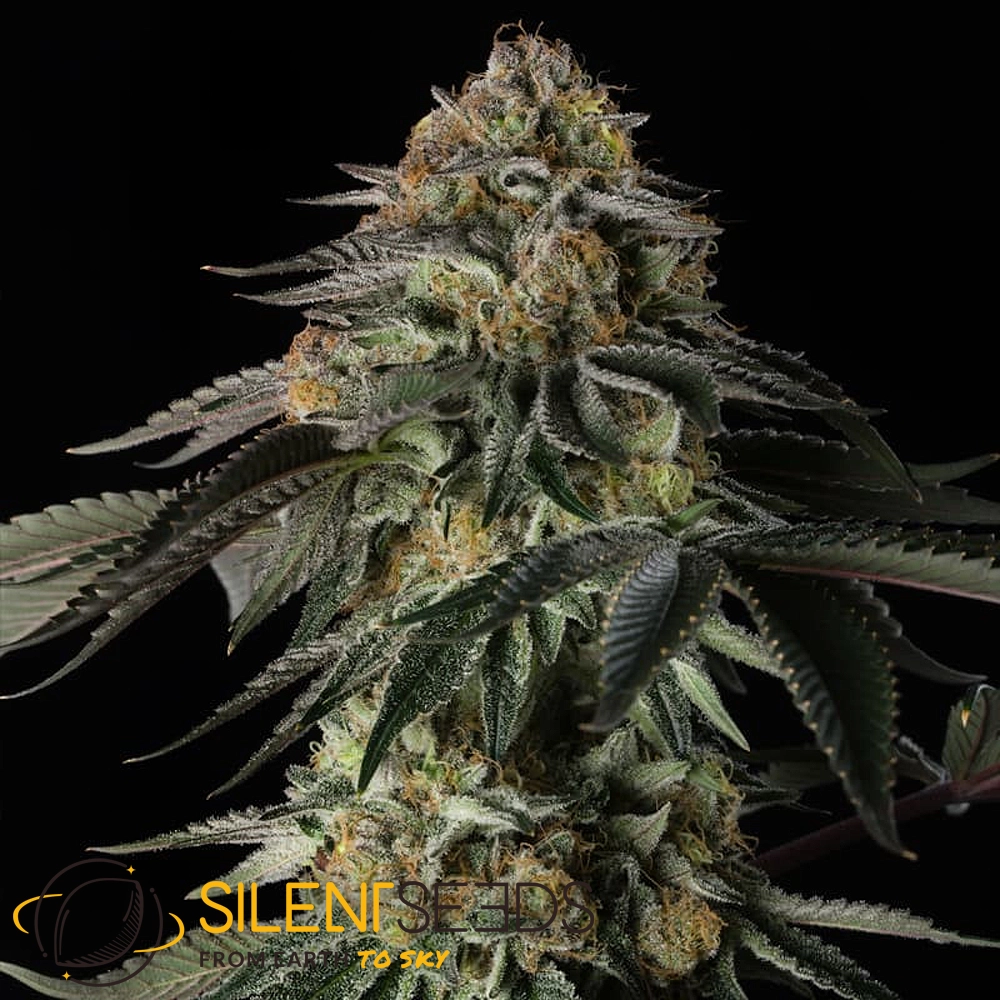 Rainbow Gas | Feminisierte Cannabissamen von Silent Seeds | 3 Samen