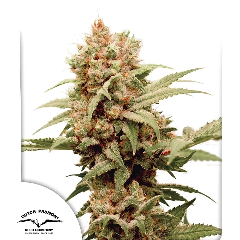 CBG-Force | Feminisierte Hanfsamen von Dutch Passion