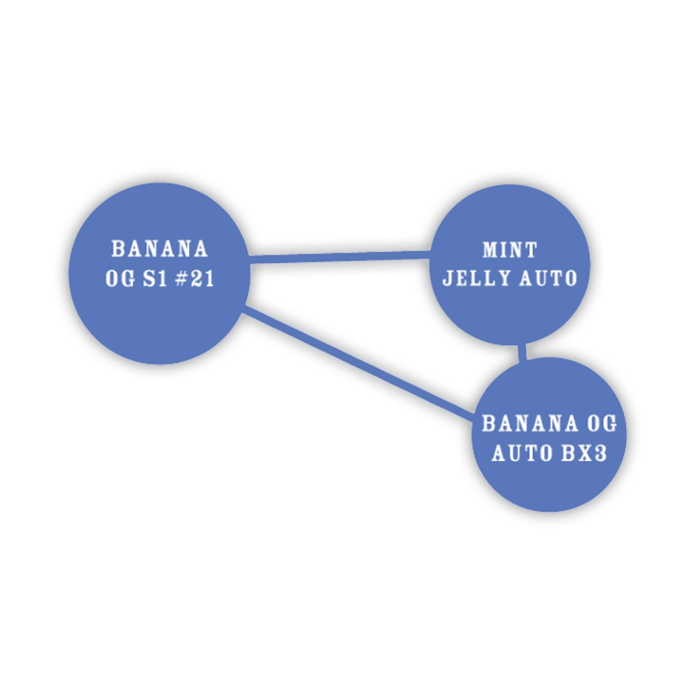 Banana OG Auto | Autoflowering Cannabissamen von Humboldt Seed