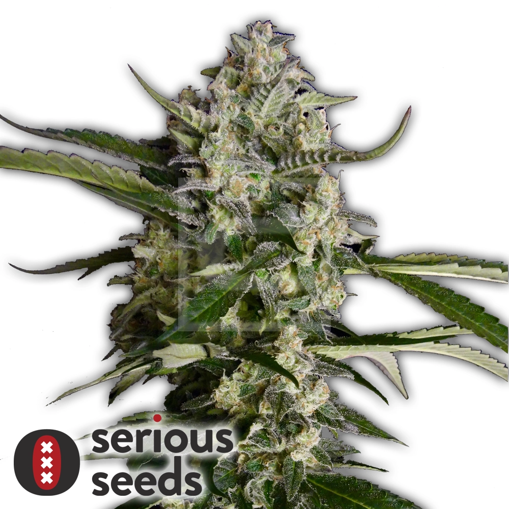 Seriosa | Feminisierte Cannabissamen von Serious Seeds | 3 Samen