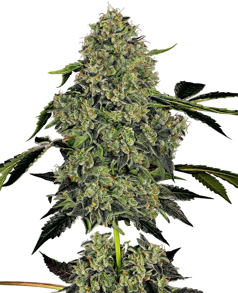 OG Kush Automatic Pflanze OG Kush Automatic Pflanze mit dichtem Haupttrieb, freigestellt