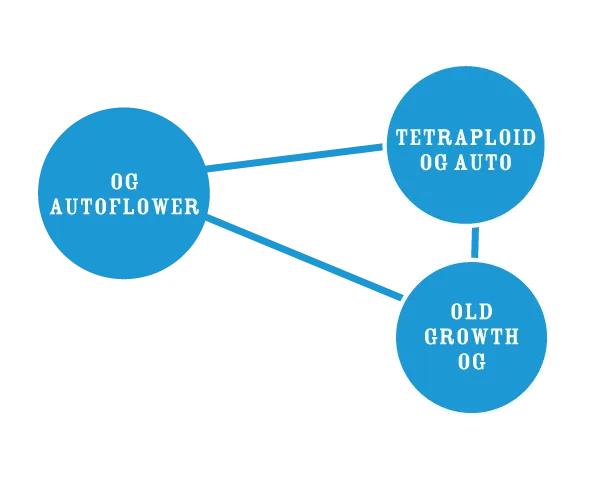 OG Triploid Autoflower Genetik Genetik-Stammbaum von OG Autoflower aus Tetraploid OG Auto und Old Growth OG