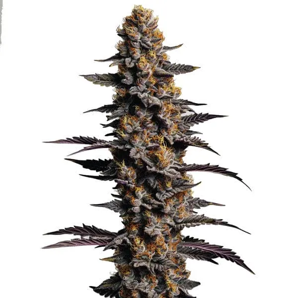 Cookies and Cream Auto Pflanze Freigestellte Cookies and Cream Auto Pflanze mit dunklem Blattwerk