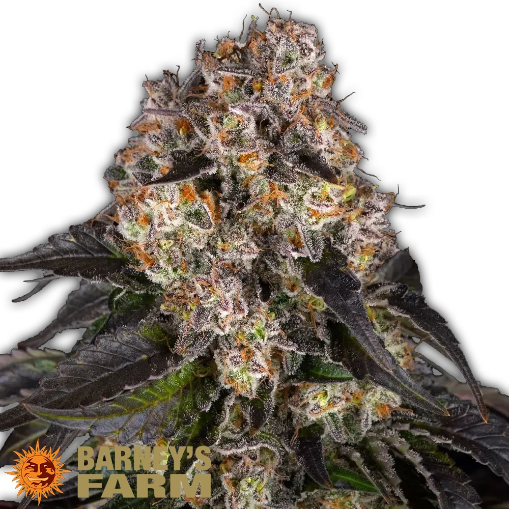 Girl Scout Cookies | Feminisierte Hanfsamen von Barney's Farm | 3 Samen Girl Scout Cookies | Feminisierte Hanfsamen von Barney's Farm