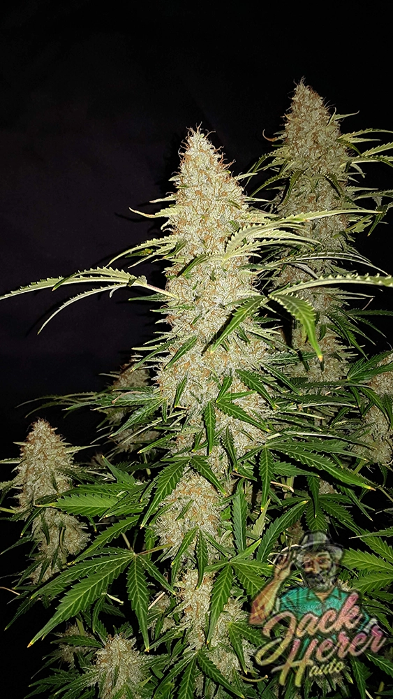 Original Jack Herer Auto | Autoflowering Cannabissamen von Fast Buds | 3 Samen