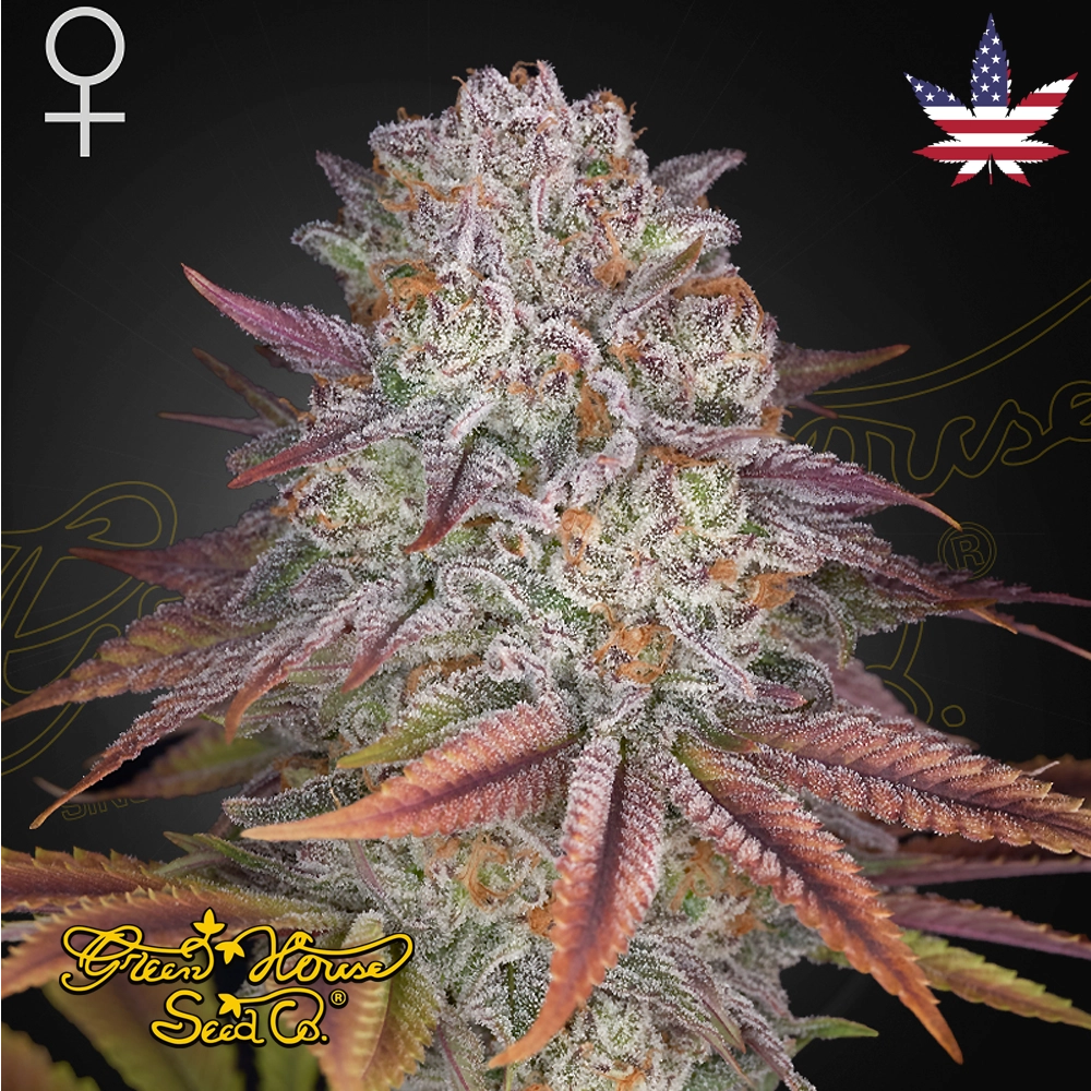 Pulp Friction | Feminisierte Hanfsamen von Green House Seeds