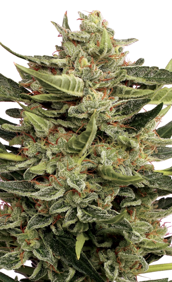 Vertigo Auto Cannabis Samen