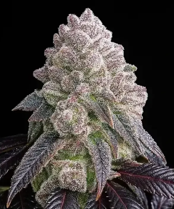 Tropical Sherbberry Triploid | Feminisierte Cannabissamen von Triploid Genetics | 5 Samen