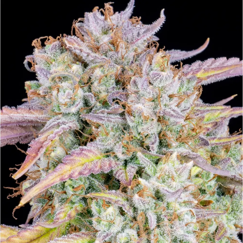 Original Big Bud Auto Blüte Nahaufnahme einer harzigen Original Big Bud Auto Blüte