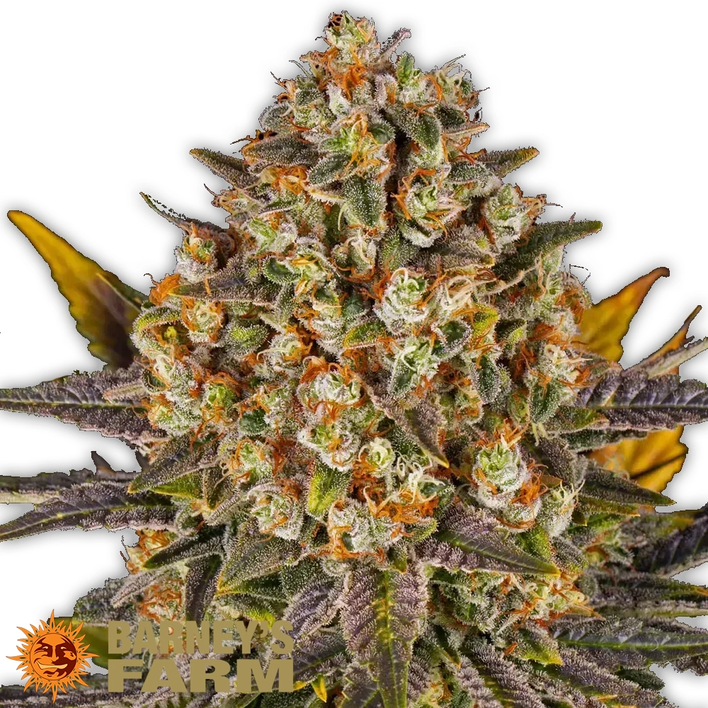 Banana Punch | Feminisierte Hanfsamen von Barney's Farm
