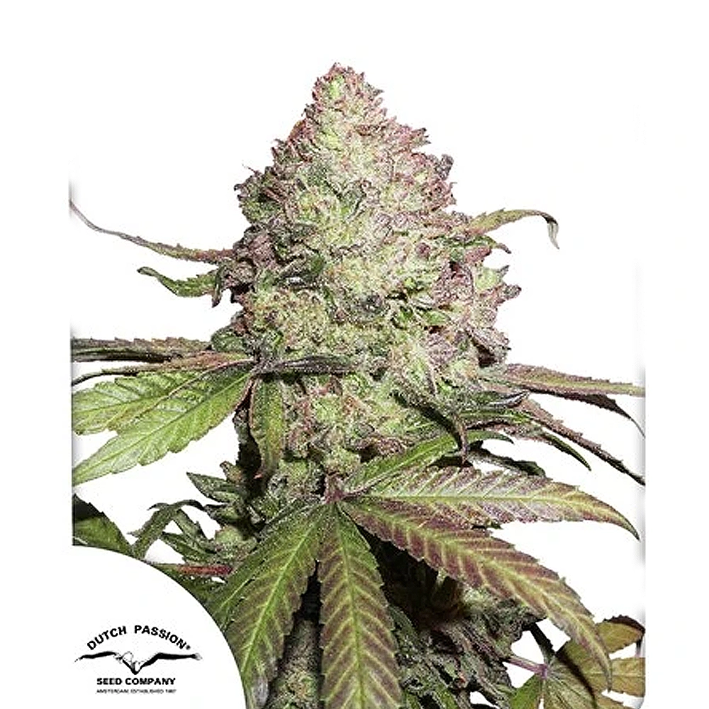 CBD Auto Charlotte's Angel | Automatic Hanfsamen von Dutch Passion | 3 Samen CBD Auto Charlotte's Angel | Automatic Hanfsamen von Dutch Passion