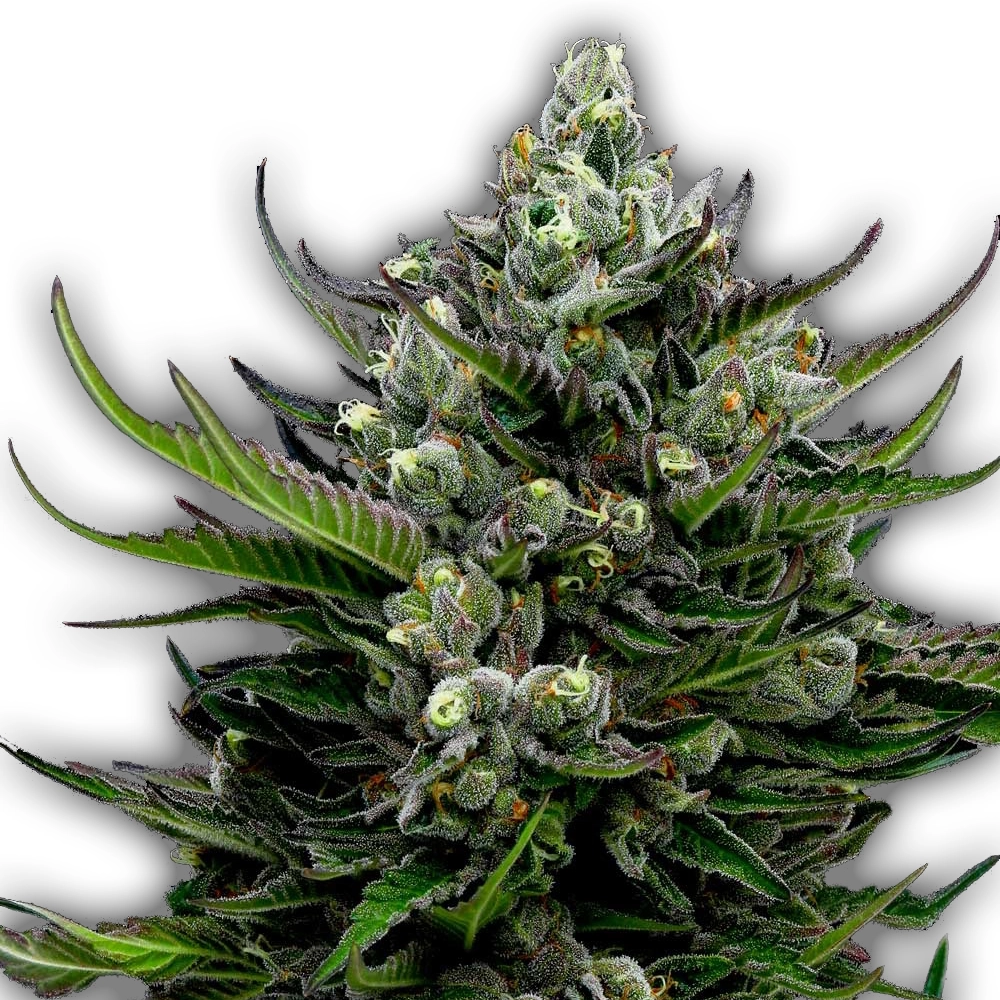 All Gas OG Auto | Autoflowering Hanfsamen von Humboldt Seed