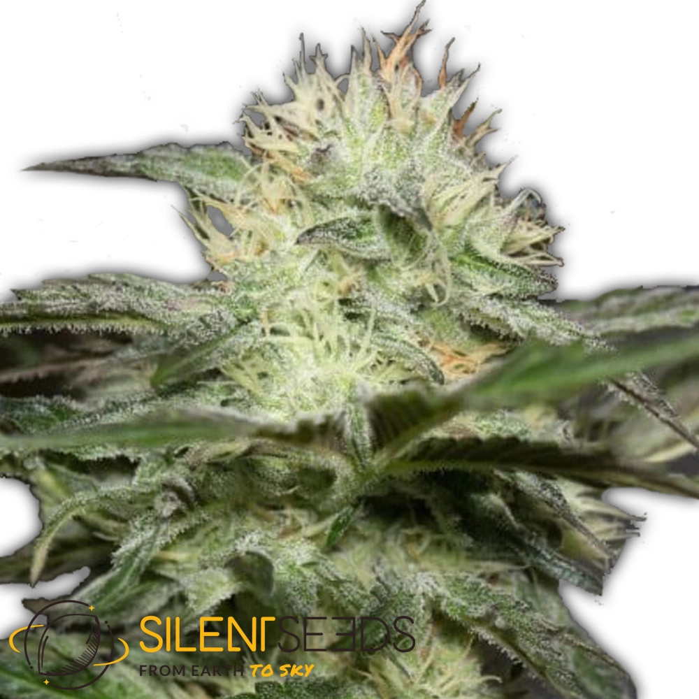 Lemon Sorbet | Feminisierte Cannabissamen von Silent Seeds | 3 Samen Lemon Sorbet | Feminisierte Cannabissamen von Silent Seeds