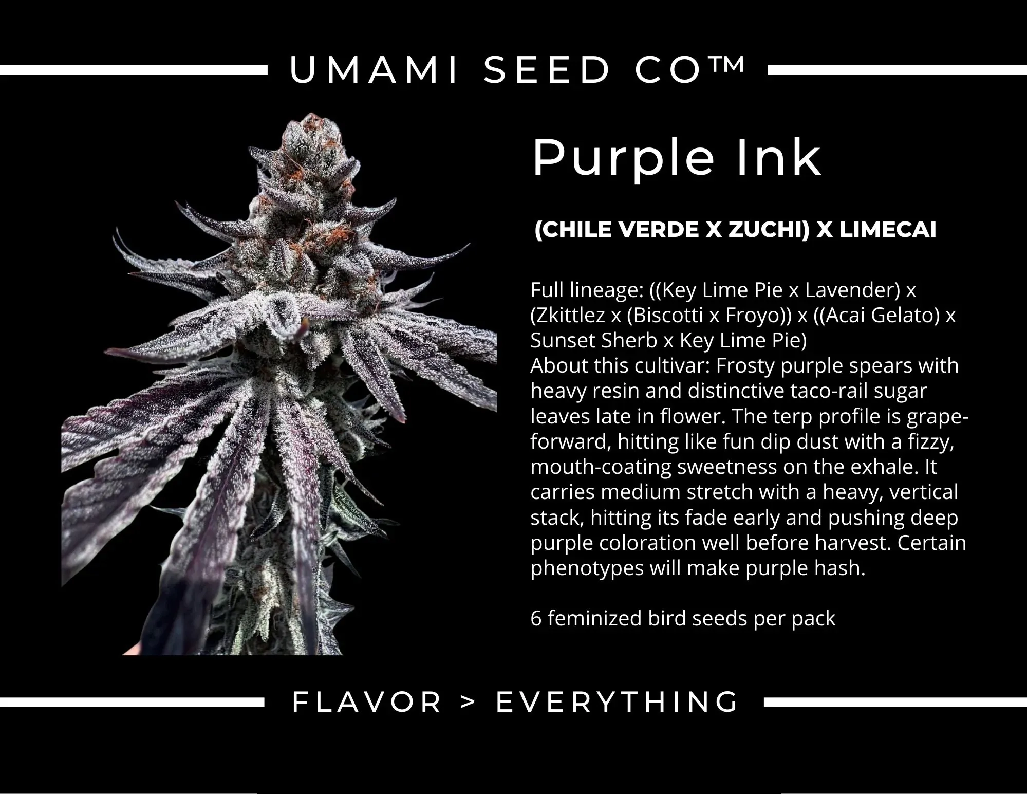 Purple Ink Sortenprofil Sortenkarte Purple Ink von Umami Seeds mit Abstammung und Blütezeit