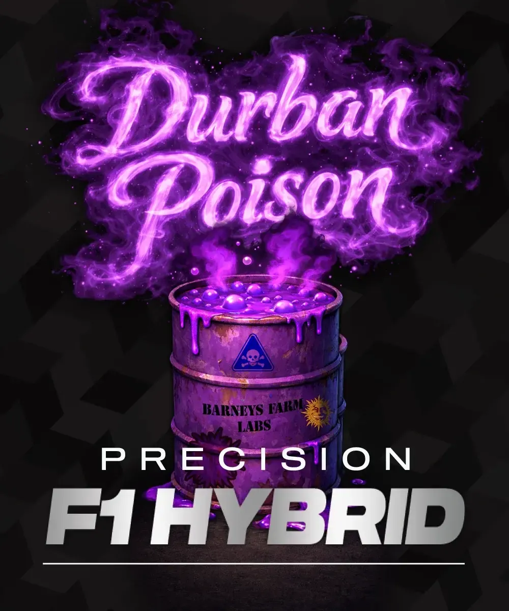 Durban Poison F1 Artwork Sorten-Grafik Durban Poison Precision F1 Hybrid von Barneys Farm