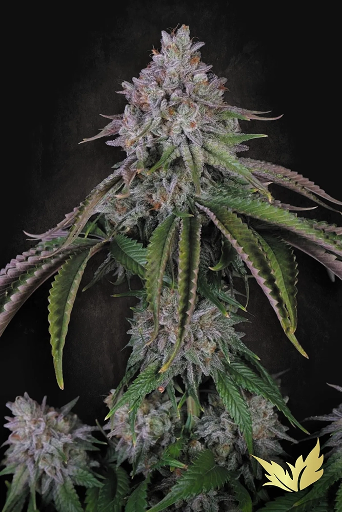 Velvet Mist | Feminisierte Hanfsamen von Paradise Seeds | 3 Samen Velvet Mist | Feminisierte Hanfsamen von Paradise Seeds | 3 Samen
