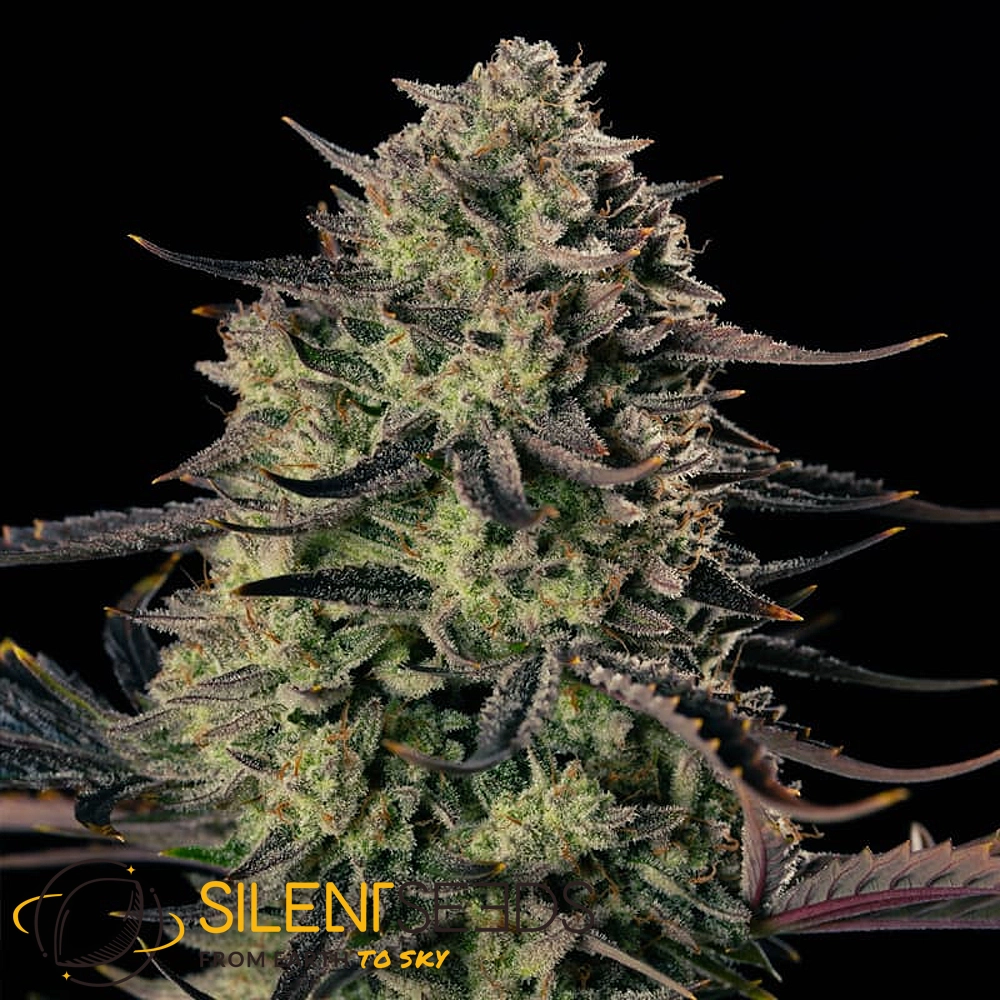 Alien Gas XXL Auto Pflanze Alien Gas XXL Auto Pflanze mit hellgrünen, dichten Blüten