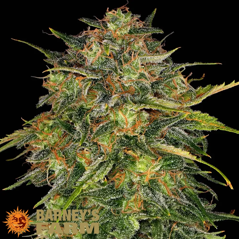 Cheese | Feminisierte Cannabissamen von Barney's Farm | 3 Samen