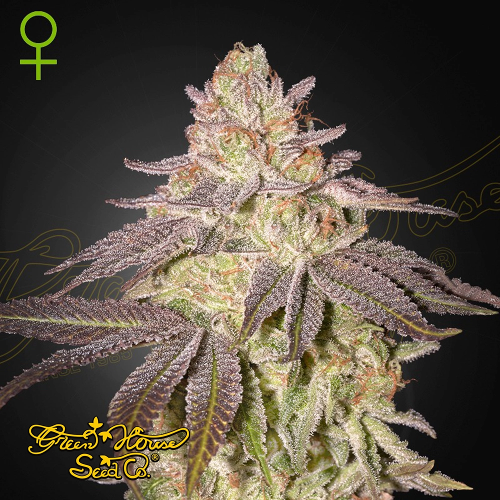 Black Toffee Auto | Autoflowering Hanfsamen von Green House Seeds | 3 Samen Black Toffee Auto | Autoflowering Hanfsamen von Green House Seeds | 3 Samen