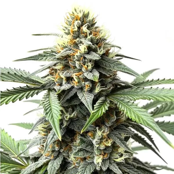 Do-Si-Dos Autoflower Pflanze Freigestellte Do-Si-Dos Autoflower Pflanze mit hellem Blütenstand