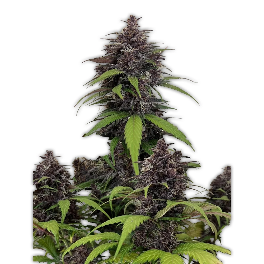 Purple Haze Auto | Autoflowering Hanfsamen von Fast Buds | 3 Samen Purple Haze Auto | Autoflowering Hanfsamen von Fast Buds