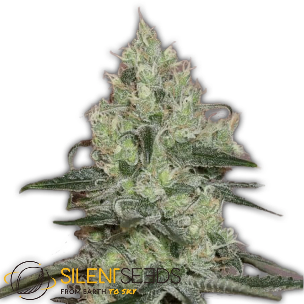 Original Amnesia | Feminisierte Cannabissamen von Silent Seeds | 3 Samen Original Amnesia | Feminisierte Cannabissamen von Silent Seeds