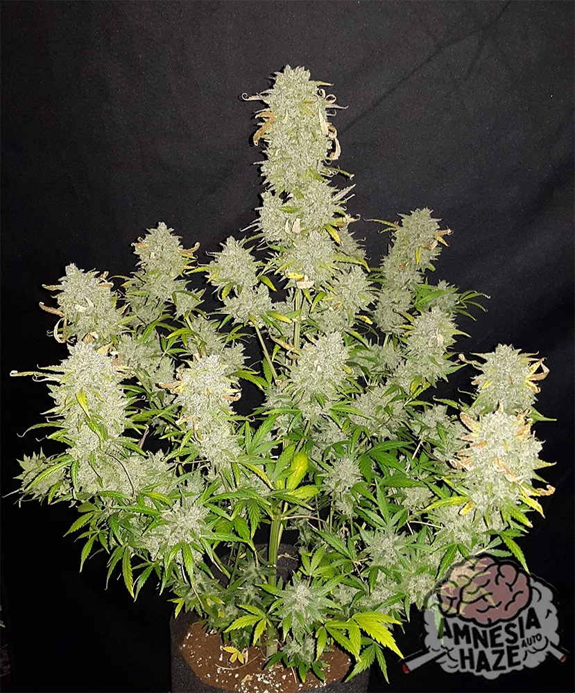 Original Amnesia Haze Auto | Autoflowering Hanfsamen von Fast Buds | 3 Samen Original Amnesia Haze Auto | Autoflowering Hanfsamen von Fast Buds