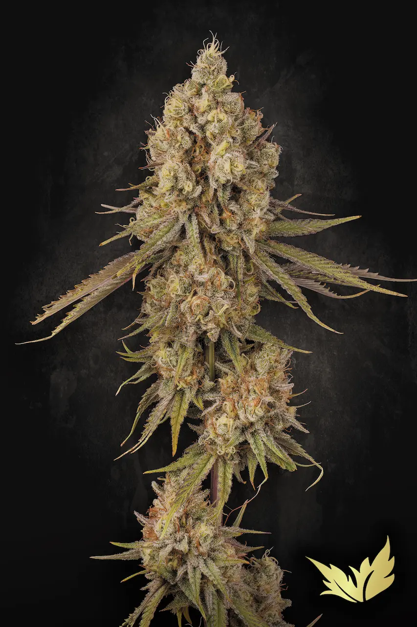 Tangerine Sorbet | Feminisierte Hanfsamen von Paradise Seeds | 3 Samen Tangerine Sorbet | Feminisierte Hanfsamen von Paradise Seeds