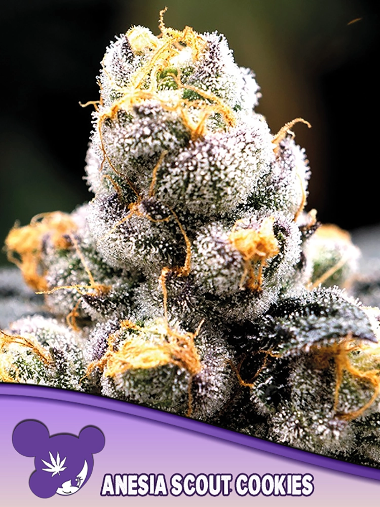 Anesia Scout Cookies | Feminisierte Cannabissamen von Anesia Seeds | 3 Samen Anesia Scout Cookies | Feminisierte Cannabissamen von Anesia Seeds | 3 Samen