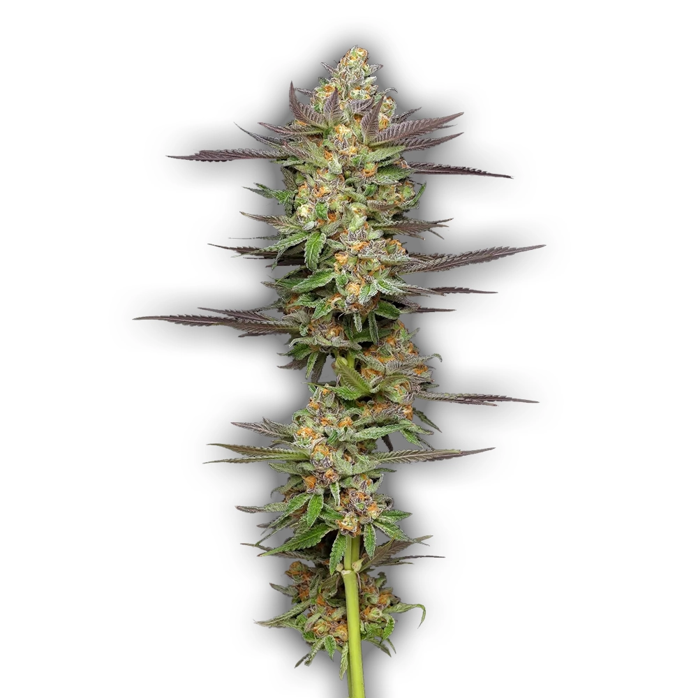 Mint Jelly Auto | Autoflowering Cannabissamen von Humboldt Seed