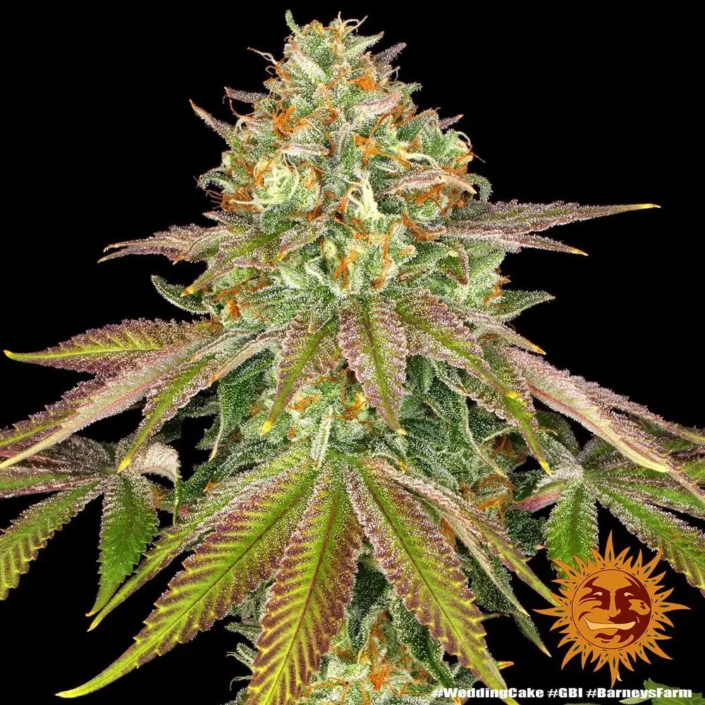 Wedding Cake Pflanze Wedding Cake Cannabispflanze mit violett gefärbten Blättern