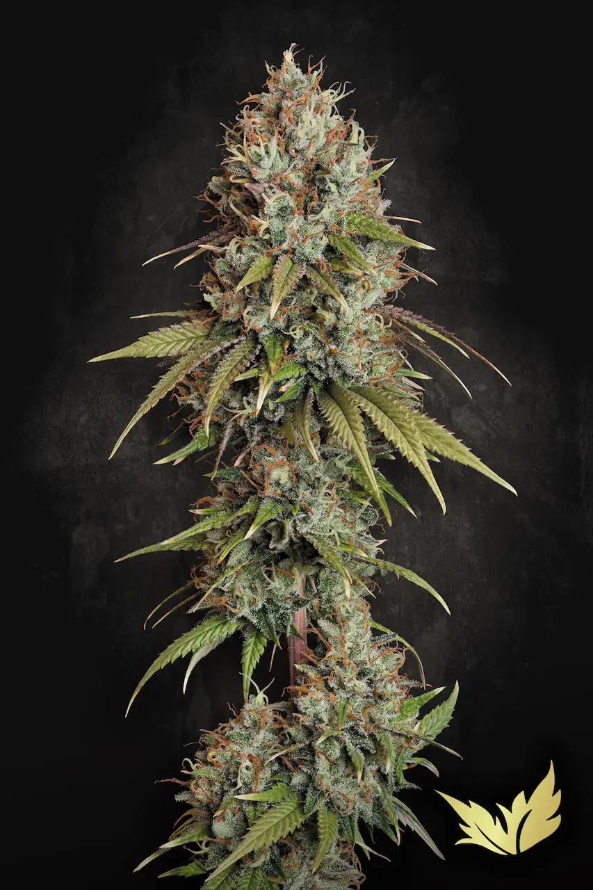 Highway 66 | Feminisierte Hanfsamen von Paradise Seeds | 3 Samen Highway 66 | Feminisierte Hanfsamen von Paradise Seeds