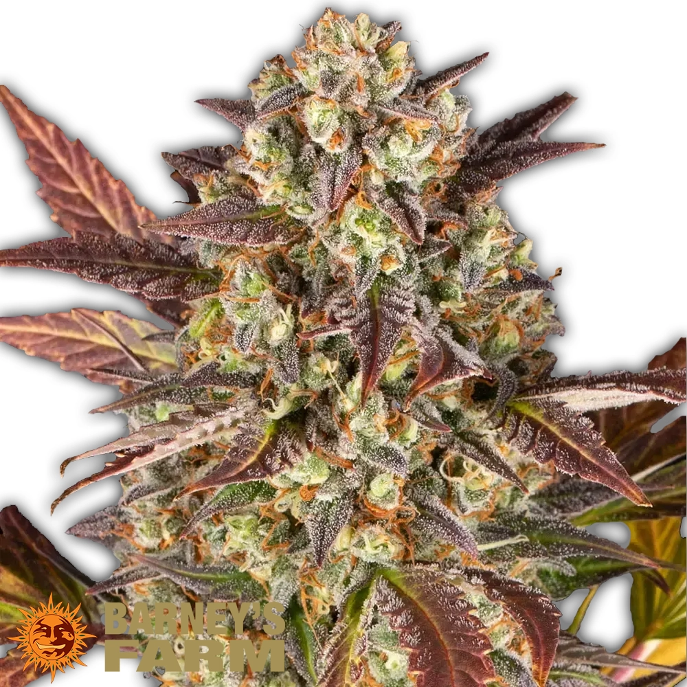 Amnesia Haze Auto | Autoflowering Hanfsamen von Barney's Farm