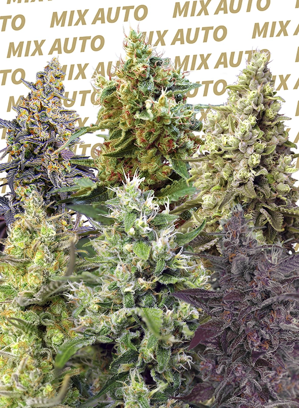 Sweet Mix Auto | Autoflowering Cannabissamen von Sweet Seeds | 10 Samen Sweet Mix Auto | Autoflowering Cannabissamen von Sweet Seeds