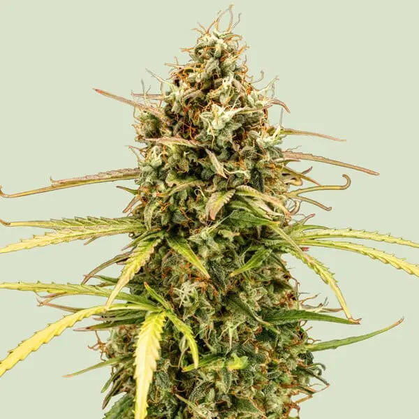Milky Way F1 | Autoflowering Cannabissamen von Royal Queen Seeds | 3 Samen Milky Way F1 | Autoflowering Cannabissamen von Royal Queen Seeds