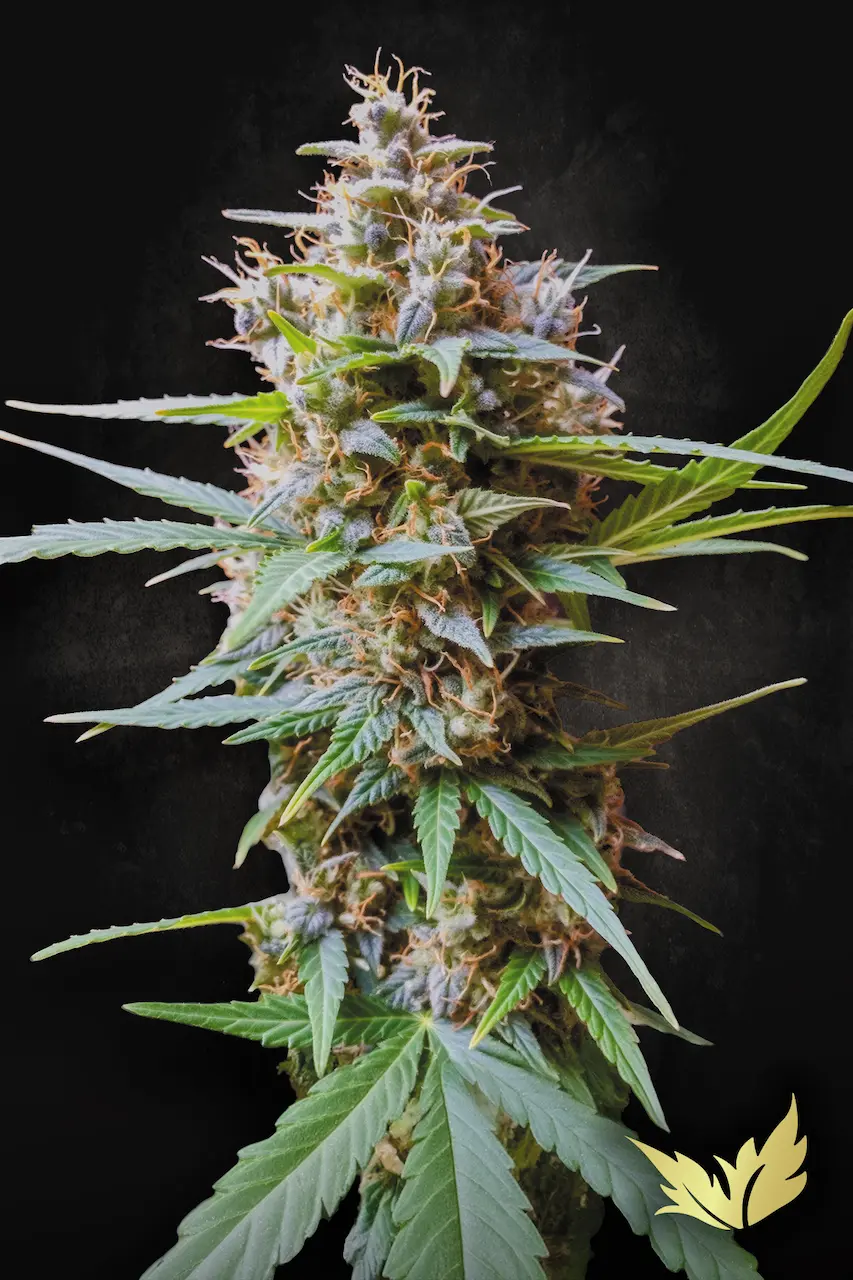 Auto Acid | Autoflowering Hanfsamen von Paradise Seeds | 3 Samen Auto Acid Cannabis Samen